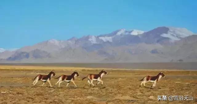 新疆若羌县祁曼塔格乡有多大,最大的县城若羌县