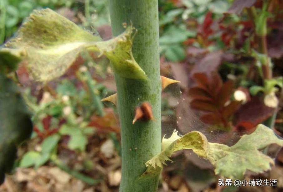 月季花是“药罐子”,常见10种病虫害,预防第一,救治第二