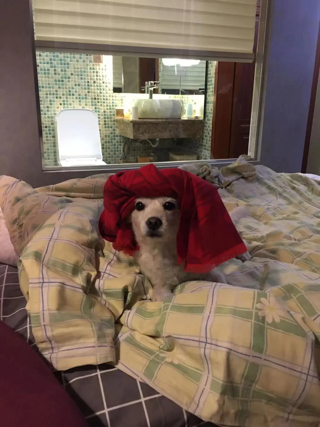 男生猛犬穿女装,男生细狗穿女装