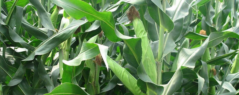 金海1150玉米抗锈病吗,金海2010玉米