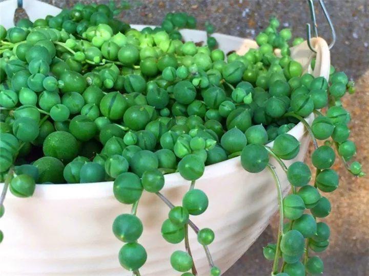 100种常见多肉的养法图片大全,60种好度夏的多肉植物