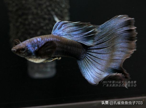 孔雀鱼100条,孔雀鱼20缸10条鱼