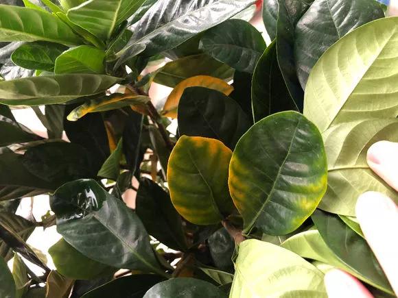栀子花月季花叶子发黄有黑斑点,茉莉栀子花叶子发黄怎么办