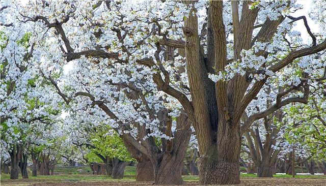 探丝路之旅,探丝路风情