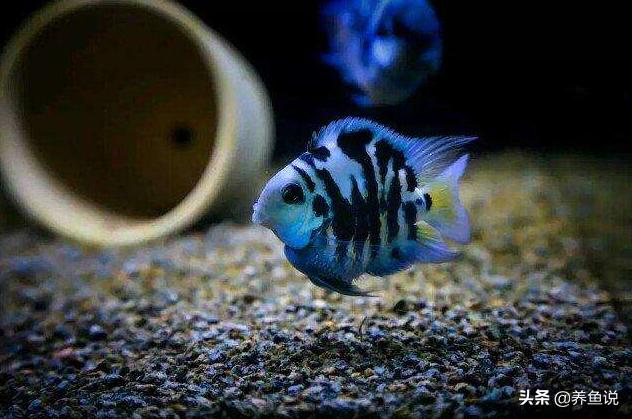 鹦鹉鱼生虫子怎么治疗,鹦鹉鱼生了小鱼怎么处理