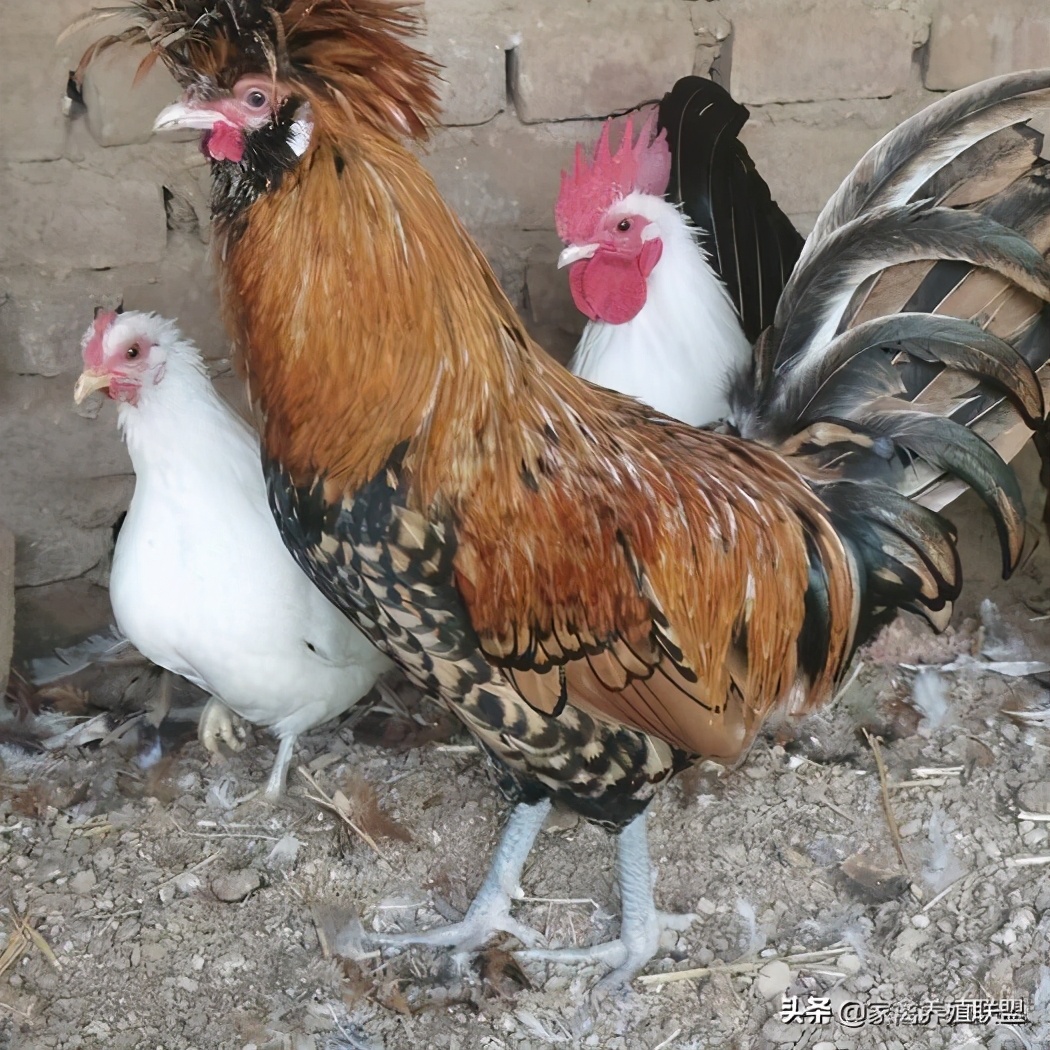 养鸡10种赚钱方法,小伙养鸡有绝招一年净赚上千万