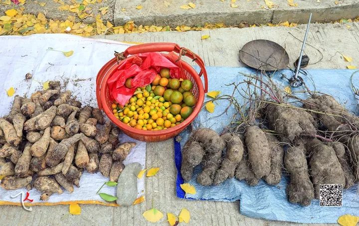 桂林兴安漠川银杏最佳观赏时间,桂林兴安漠川银杏网红打卡地