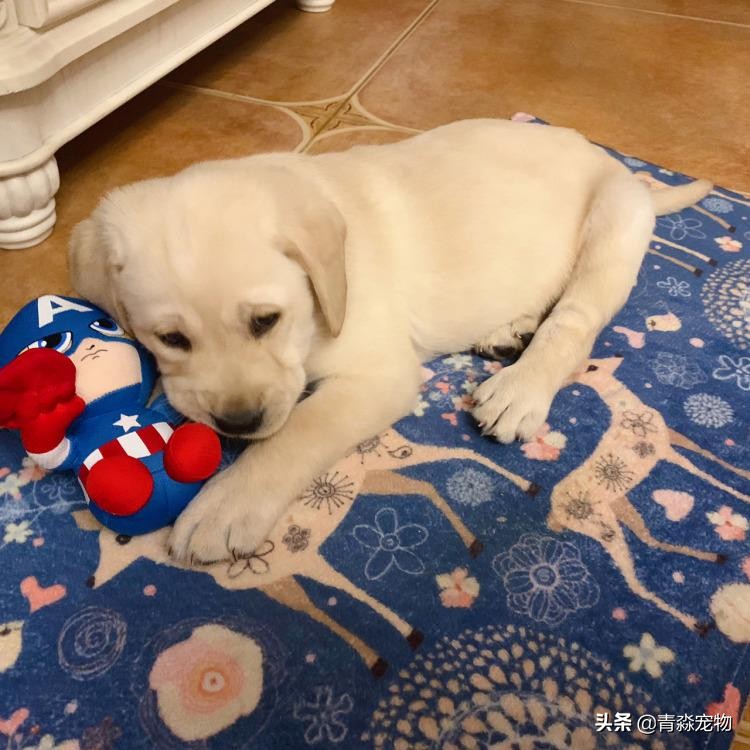 宠狗注意事项,宠兽小知识大全