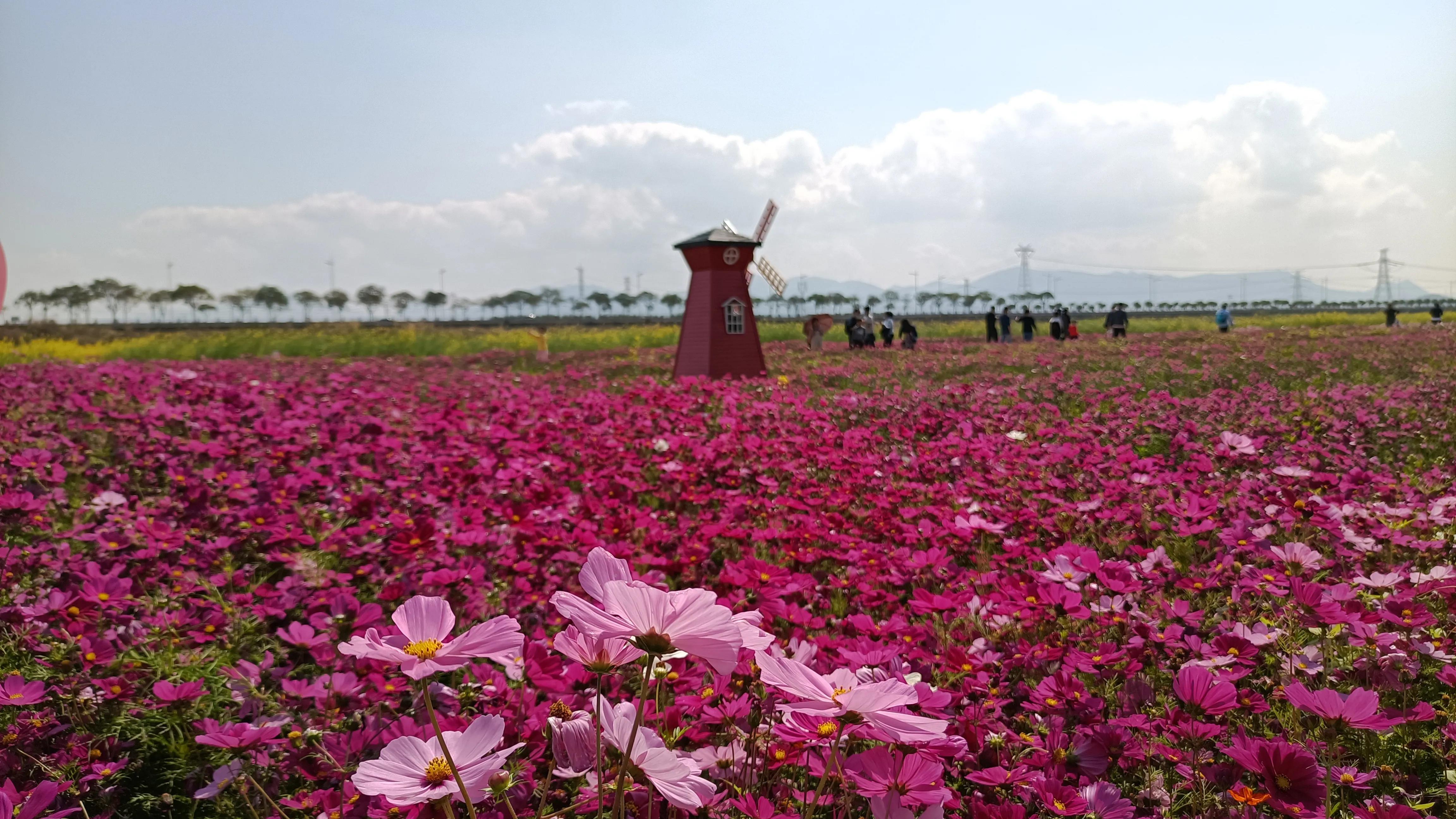 荷花产业园桥头七彩花田花开了吗,桥头荷花产业园七彩花田购票