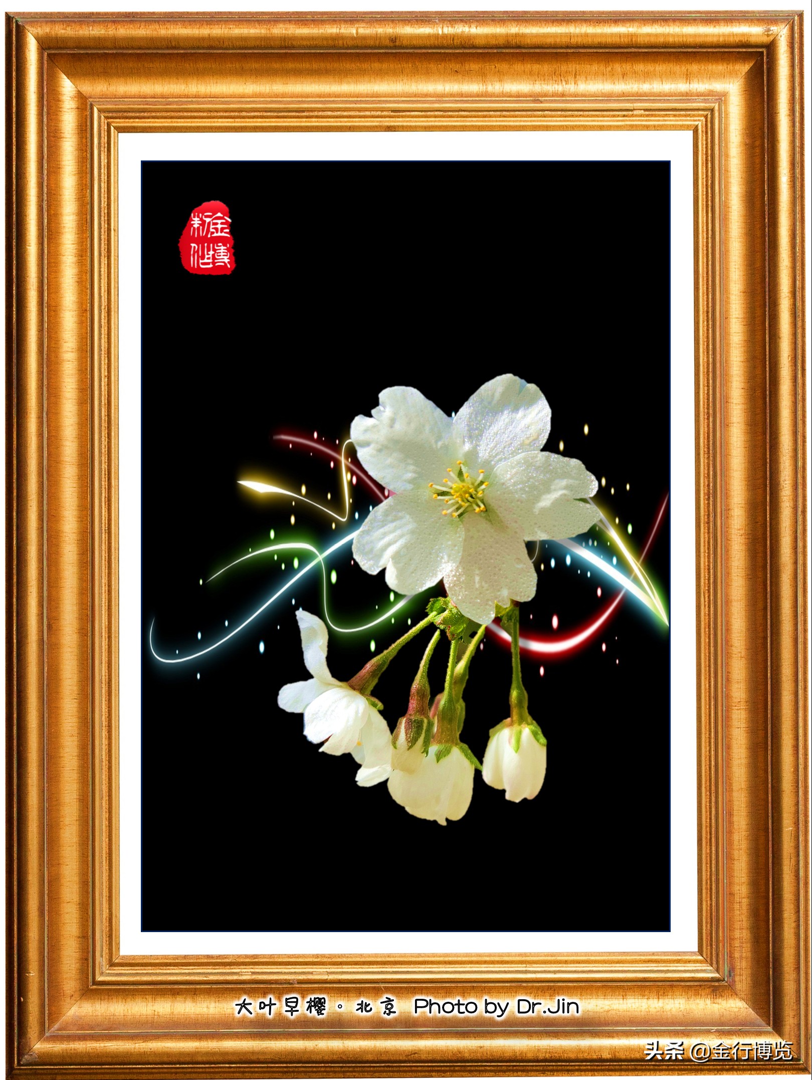 金行博览：樱花树下送君时，一寸春心逐折枝-樱花