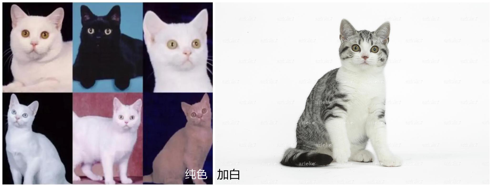 美短虎斑猫咪的品种,美国短毛猫虎斑价格