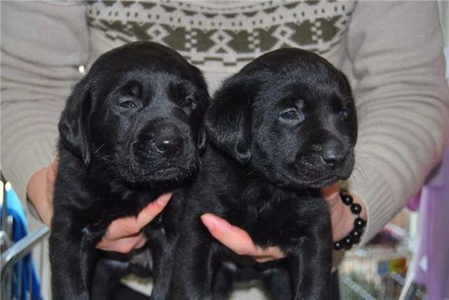 黑色拉布拉多犬为什么不建议养,拉布拉多黑色成年犬领养