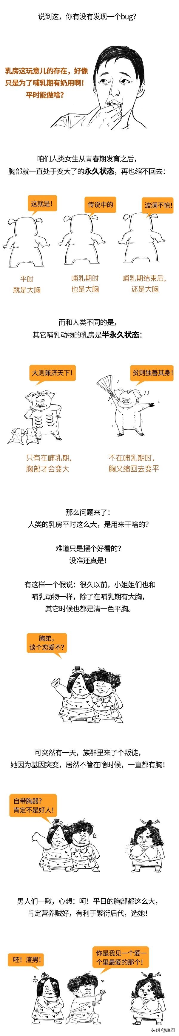 胸部发育了解,关于胸部发育的小知识