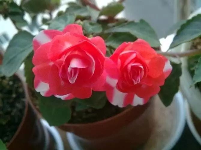 我准备在阳台种一盆非洲凤仙，谁知种着种着成了一阳台凤仙花