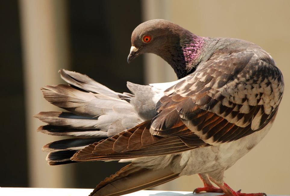 速度才是硬道理！几个方法助中短距离鸽催速