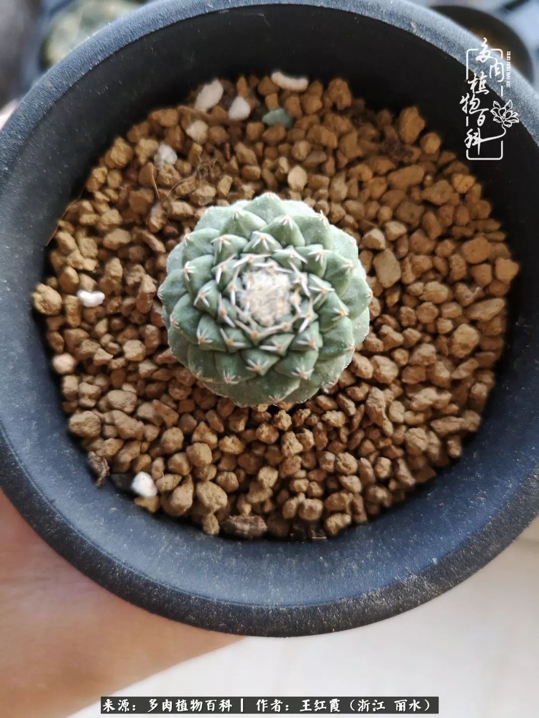 仙人球露养条件,仙人球的露养方法