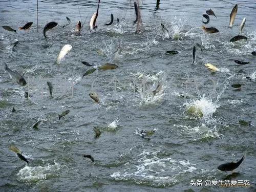 没有本钱搞哪些养殖业最好了,目前农村搞什么养殖业最好赚钱