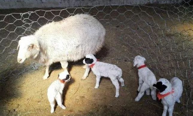 微课堂有哪些方法和技巧,微课堂教学总结