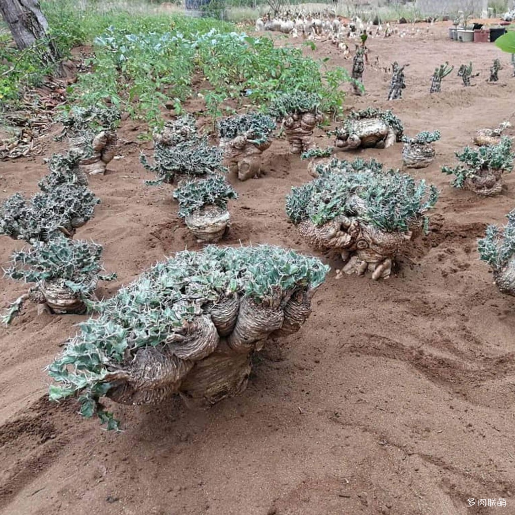多肉奇趣麒麟好养吗,多肉植物奇葩有趣