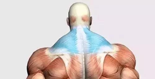 哑铃侧平举怎么避免斜方肌借力,侧平举圆肩如何避免斜方肌借力