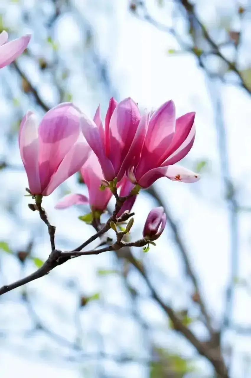 人生如花散文,散文朗诵生命的美丽