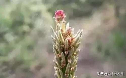 全国56市市花太美了的视频,中国56市市花图片