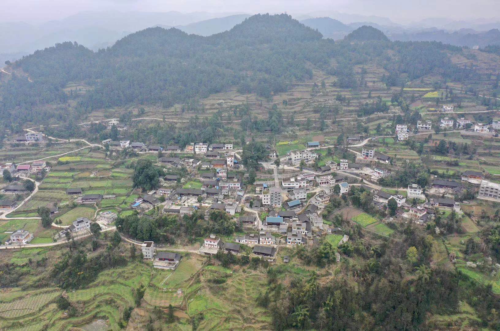 贵州发现一棵上千年金丝楠木王,贵州大山发现金丝楠木王