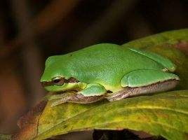 三条腿的蛤蟆动态,三条腿的蛤蟆原版