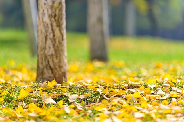 写给秋天思念一个人的暖心句,秋天的思念之情