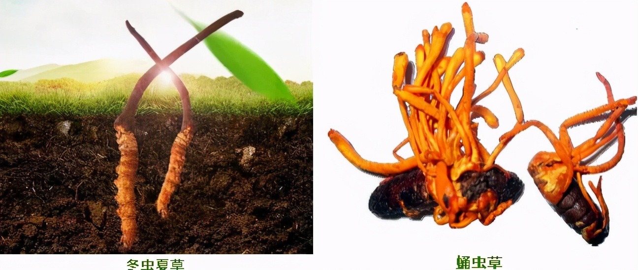 臻选虫草花蛹虫草,蛹虫草和虫草花是一样吗