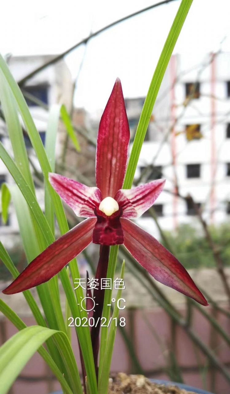 四川与贵州交界之地下山的一颗春兰红素三星,后来成为传世极品