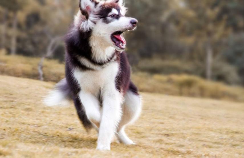 什么狗好养还不拆家还能保护主人,哪种狗不咬人不拆家智商高