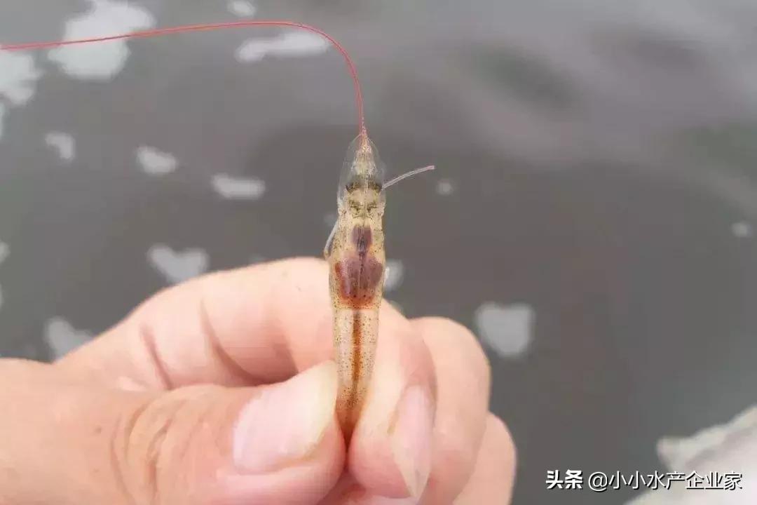 对虾黄肝是什么原因引起的,对虾白便可以治好吗