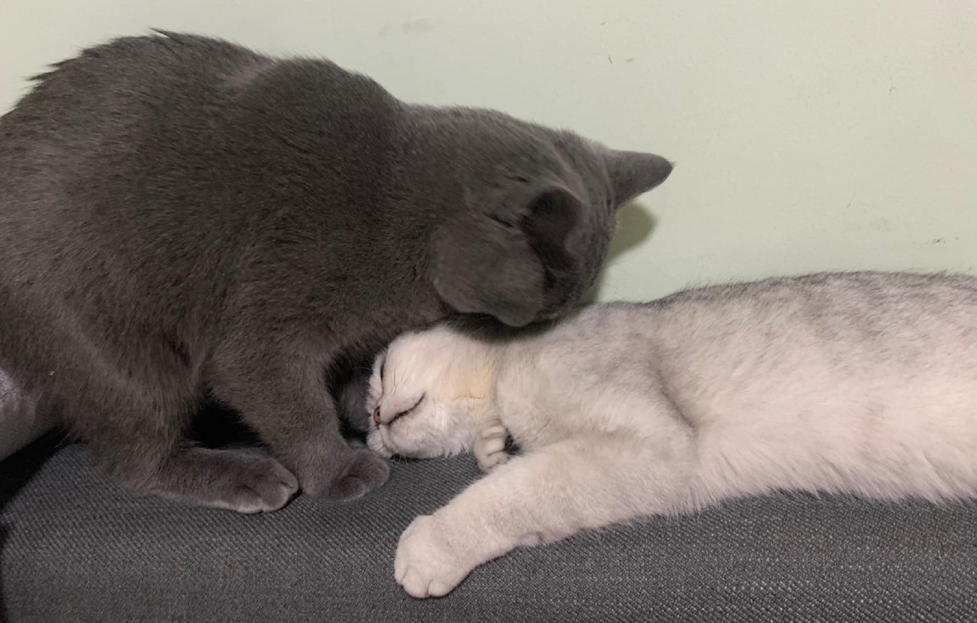 英短蓝白母猫最佳绝育年龄,英短蓝猫小奶猫的成长历程