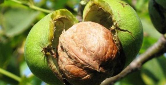 核桃种植基地在哪里,核桃直接种植可以吗