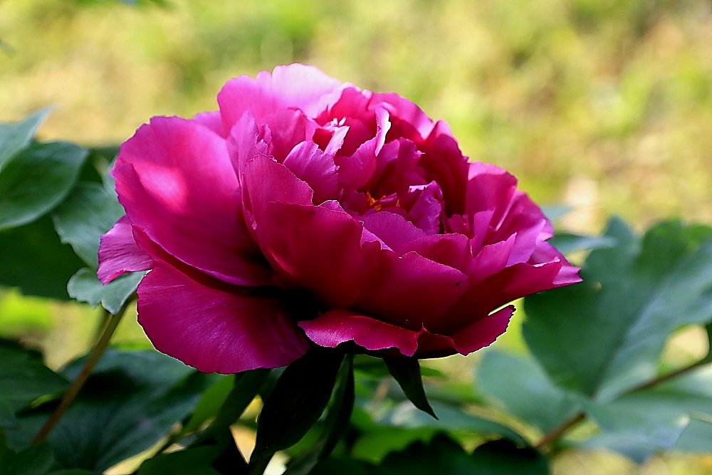 洛阳牡丹；青山吹奏-《谁不说俺家乡好》半音阶口琴演奏