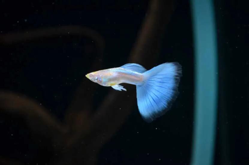 怎么快速给观赏鱼养水,观赏鱼鱼缸养水要求高