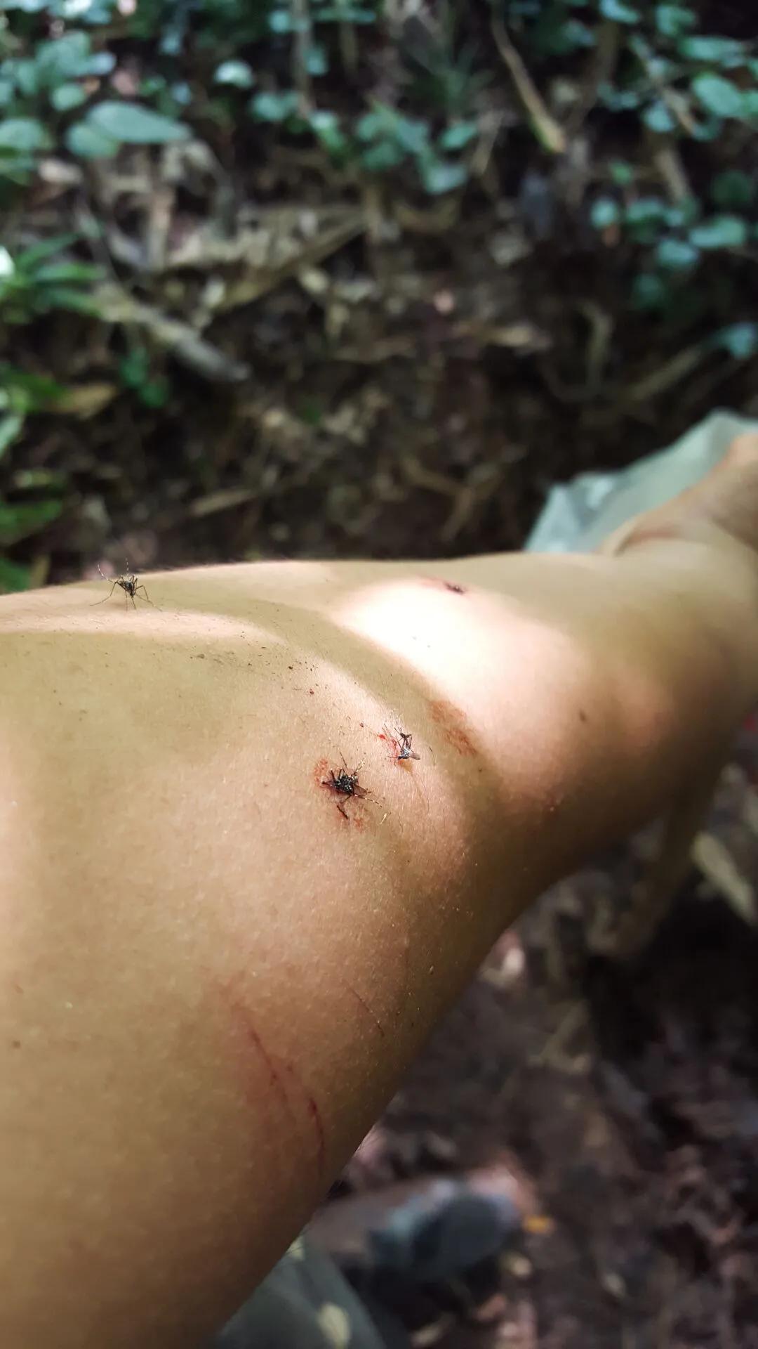 鸡枞菌菇,野生鸡枞