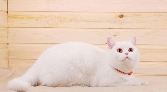 英国短毛猫的种类特别多，哪种是你的心头爱？最爱橘色“金胖子”