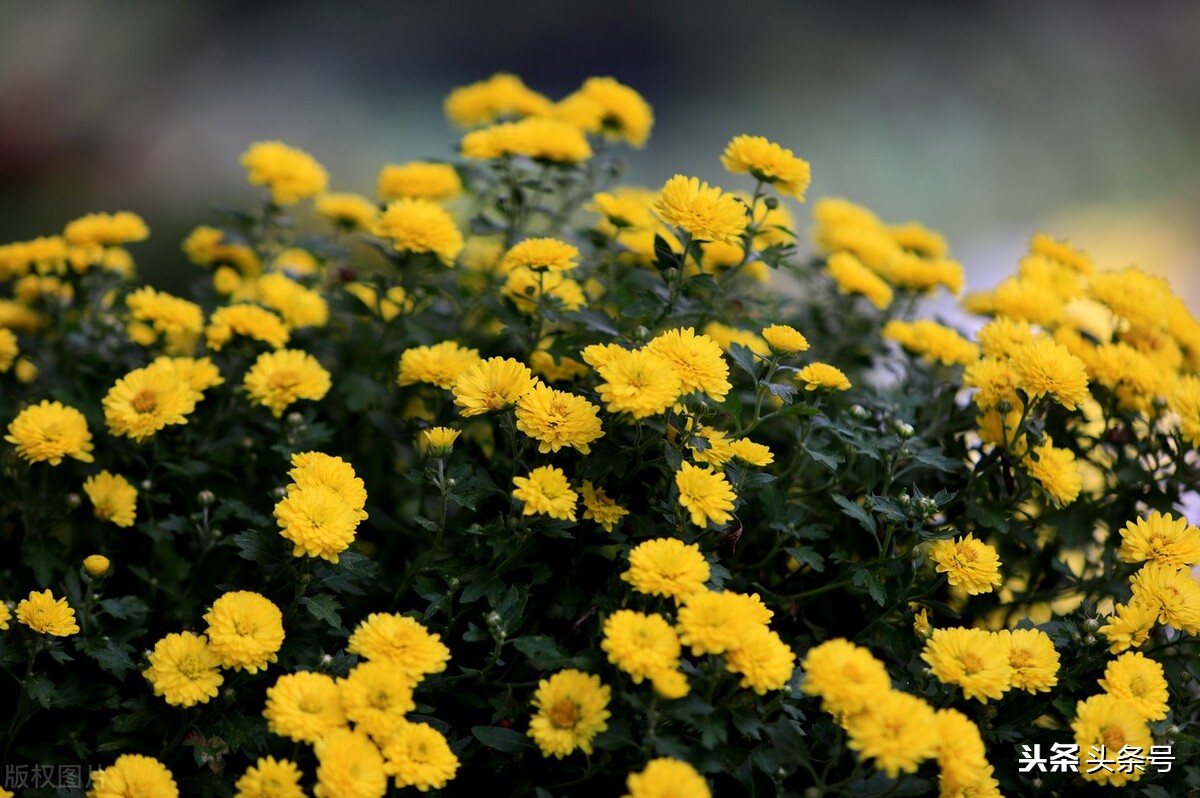 九月九重阳节的习俗大盘点,九月九日重阳节有什么风俗习惯