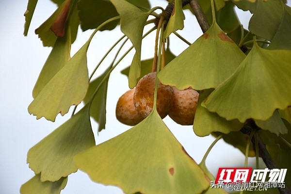 湘潭最美景区,湘潭市沿江风光带摄影