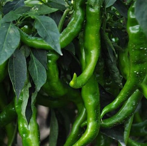 怎么辨别青椒辣不辣,买青椒怎么选