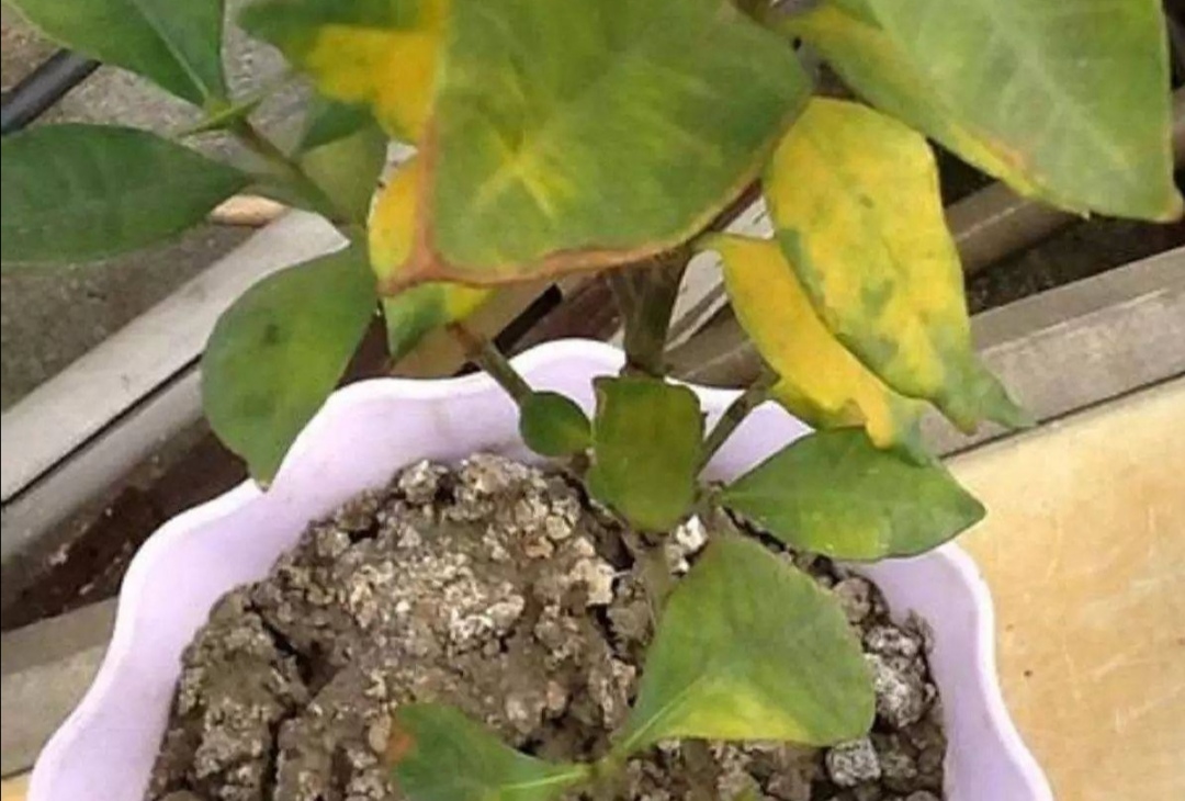 盆土浇水不积水的方法,土太硬了浇不透怎么办