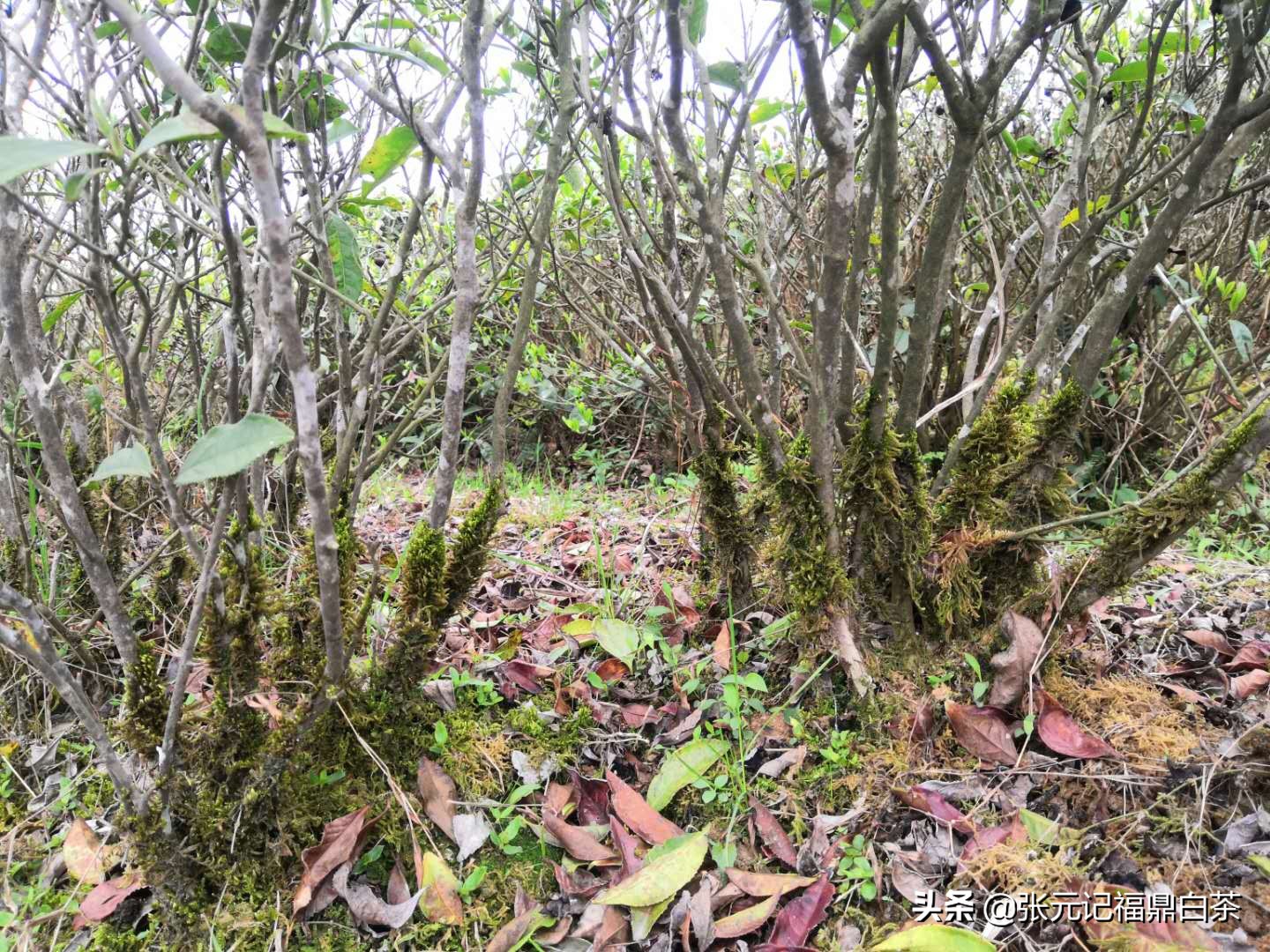 张元记福鼎白茶白牡丹,福鼎白茶张元记