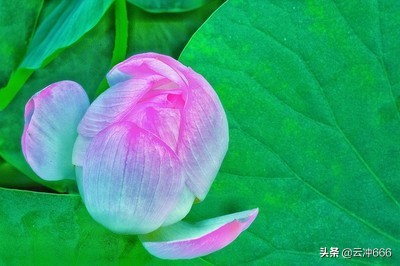 社区联合幼儿园开展端午节活动,幼儿园端午节包粽子活动方案