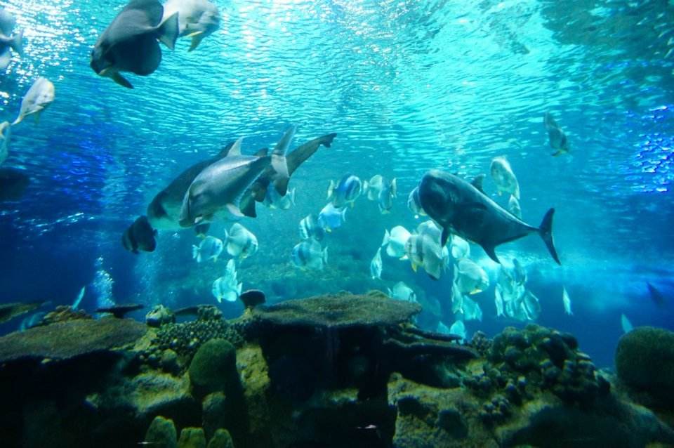 北京工体富国海底世界周一营业,北京工体富国海底世界旅馆