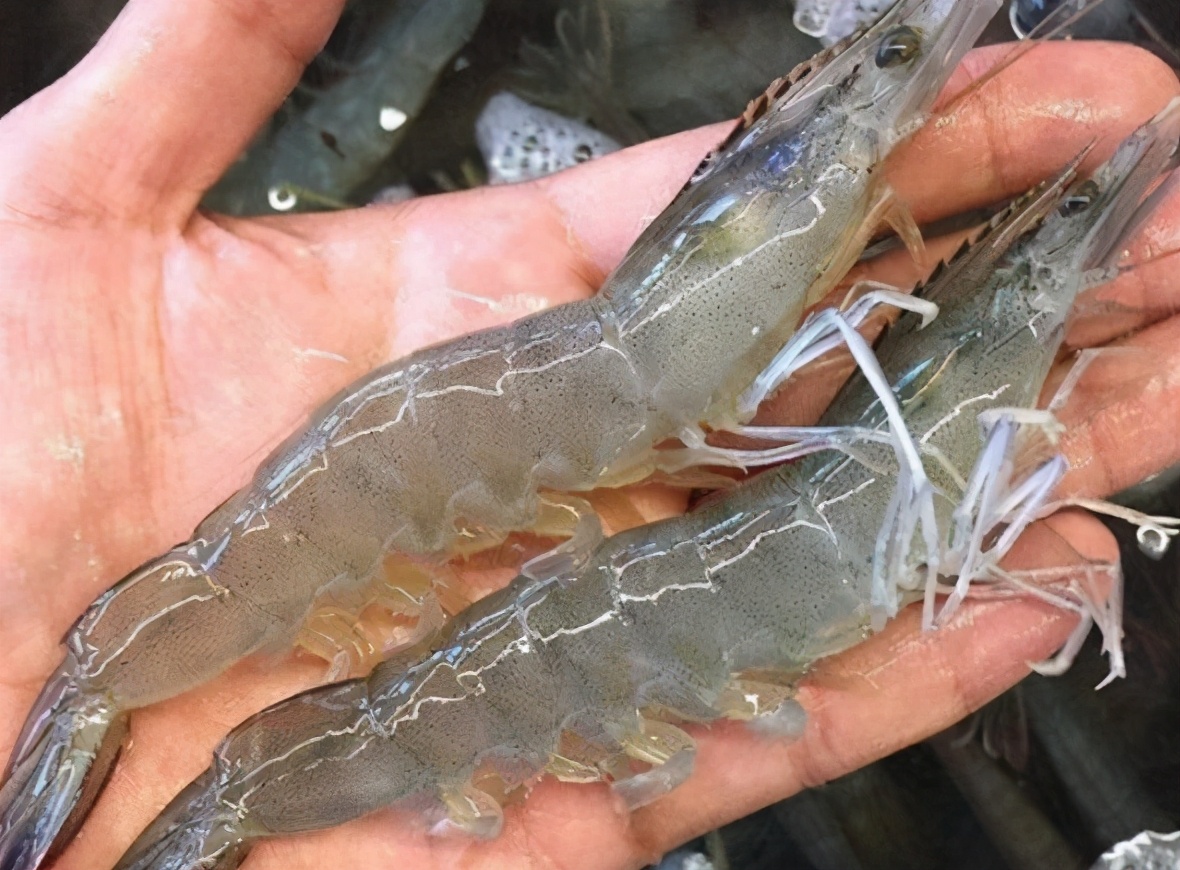 基围虾是一个品种吗,基围虾是明虾吗