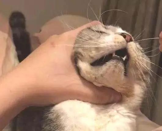 猫咪犯错也不能打这3个地方,无论你有多生气都不要打你家的猫