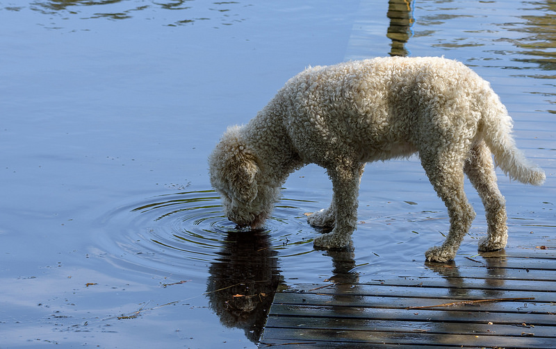 全球最厉害十大犬种,世界十大排名巨型犬种