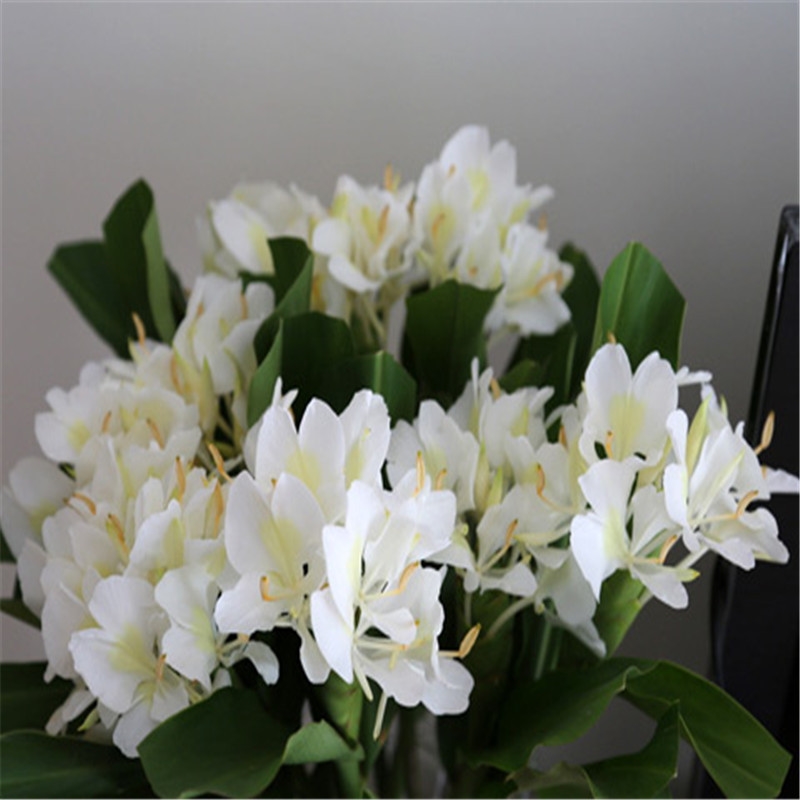 野姜花适不适合盆栽,给人带来快乐的花